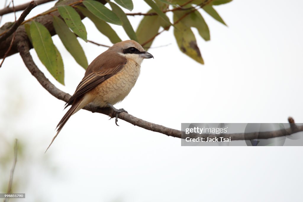 Brown Shrike