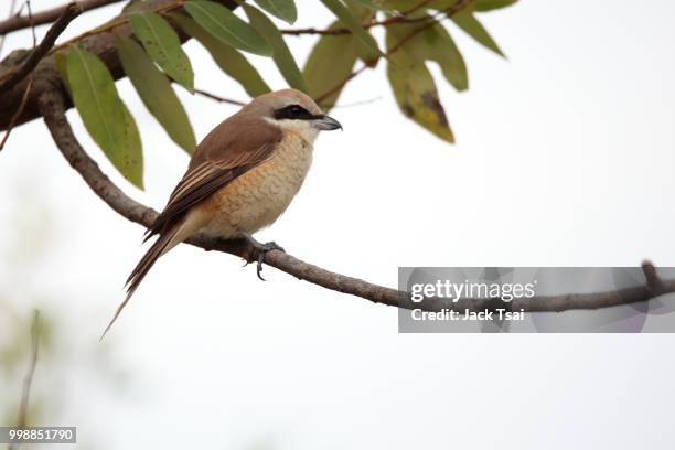 brown shrike - shrike stock pictures, royalty-free photos & images