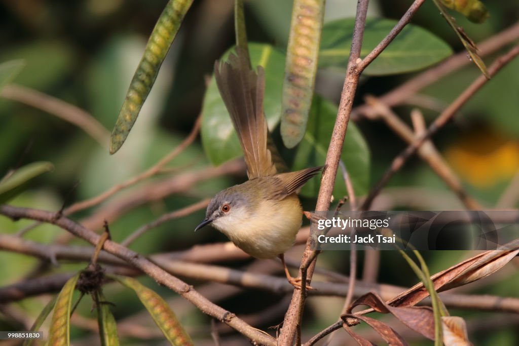 Yellow bellied Prinia