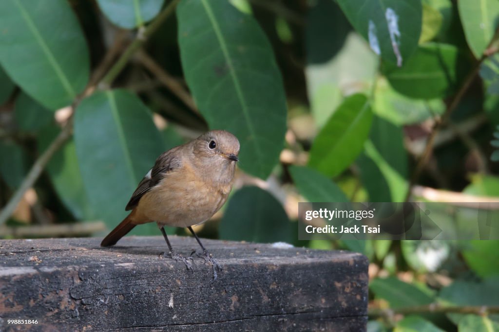 Daurian Redstart
