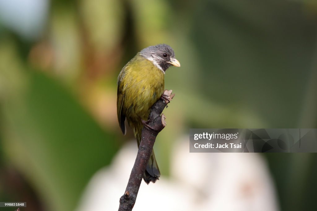 Collared Finchbill