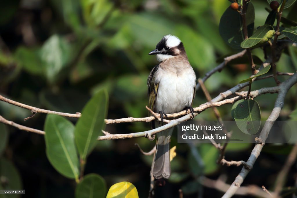 Light vented Bulbul