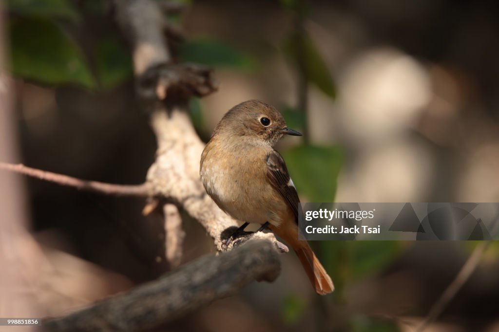 Daurian Redstart