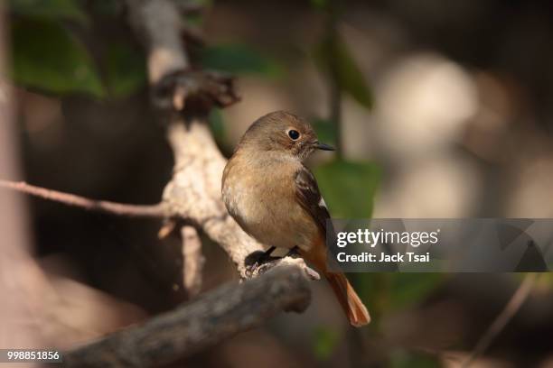 Daurian Rosa 697 Daurian Stock Photos, High-Res Pictures, and Images - Getty Images