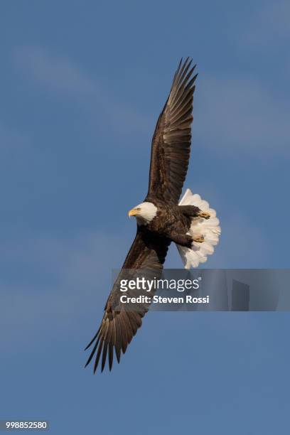 bald eagle - rossi stock pictures, royalty-free photos & images