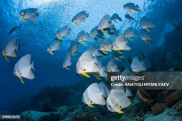 schooling batfish - perspectiva de un submarinista fotografías e imágenes de stock