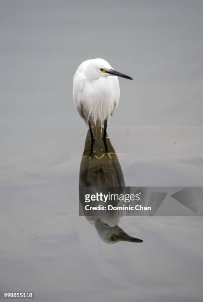 reflection - snowy egret stockfoto's en -beelden
