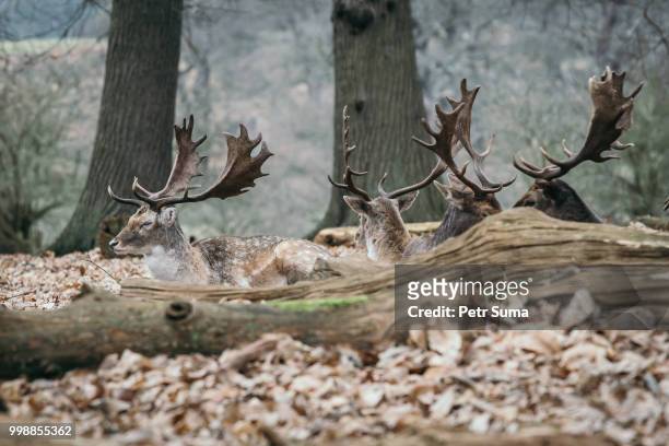 deers in richmond park - richmond park 個照片及圖片檔