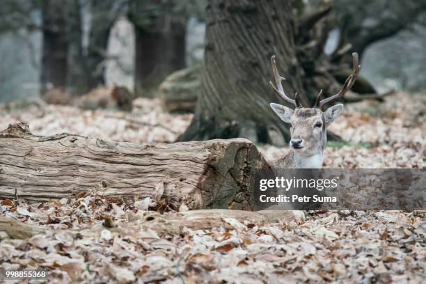 deers in richmond park - richmond park 個照片及圖片檔
