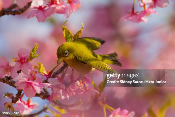 green bird and sakura - bird seed stock-fotos und bilder