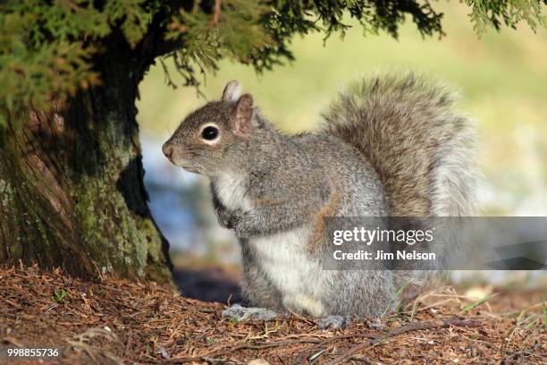 squirrel - tree squirrel stockfoto's en -beelden