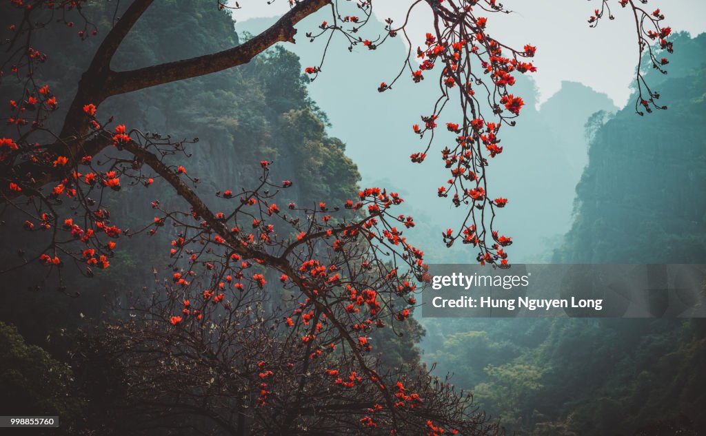 Kong Skull Island Homeland