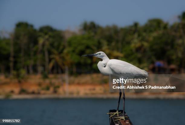 white egret hunting - abhishek stock-fotos und bilder
