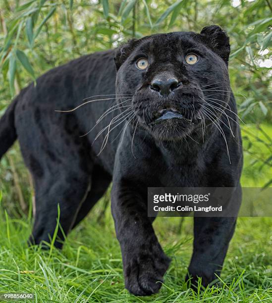black jaguar series - black leopard stockfoto's en -beelden