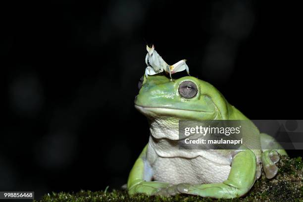 frog and mantis - rainette verte photos et images de collection