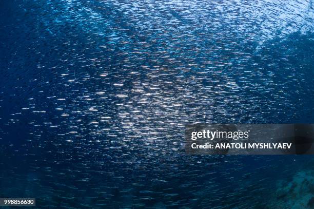 silversides and trevallys - perspectiva de un submarinista fotografías e imágenes de stock
