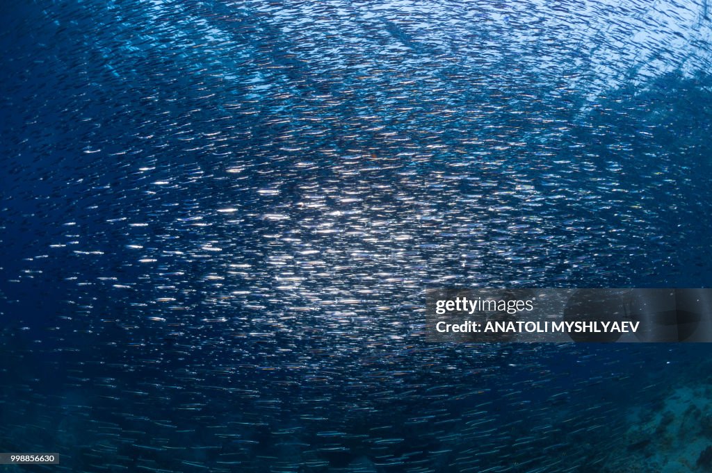 Silversides and Trevallys