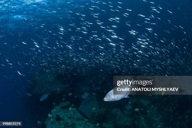 Triangular Fish Photos and Premium High Res Pictures - Getty Images
