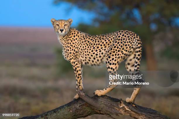 golden eyes - cheetah foto e immagini stock