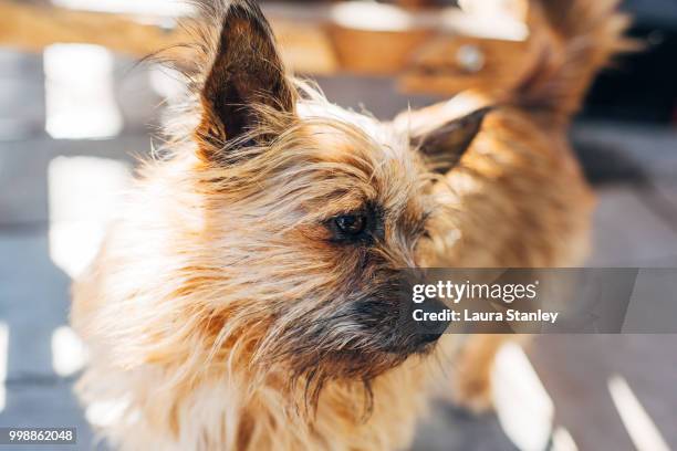 ronda dog - carrying in mouth ストックフォトと画像