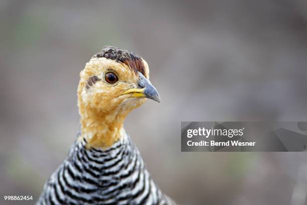 coqui francolin - tetrao urogallus stock pictures, royalty-free photos & images