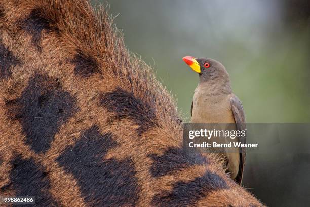 rotschnabel-madenhacker - oxpecker stock pictures, royalty-free photos & images