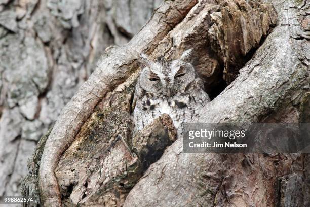 eastern screech owl - assiolo americano foto e immagini stock