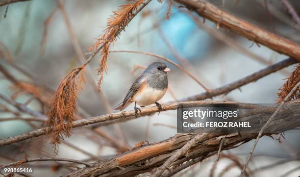 dark-eyed junco - feroz stock pictures, royalty-free photos & images