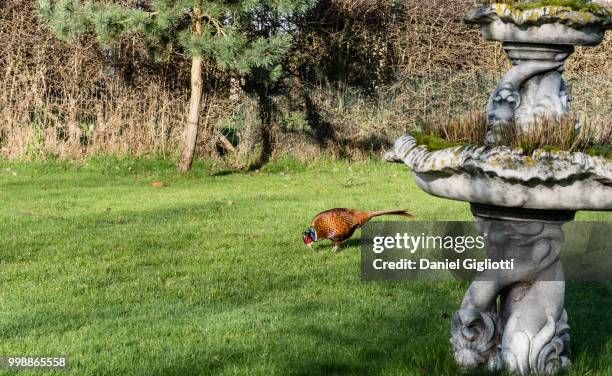 strani incontri in giardino - giardino stock pictures, royalty-free photos & images