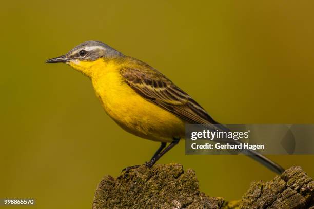 yellow wagtail watching 2 - wagtail stock pictures, royalty-free photos & images
