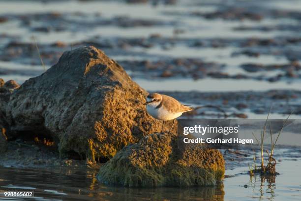 kentish plover standing on a large stone - snowy plover stock pictures, royalty-free photos & images