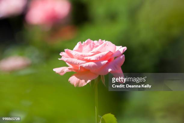 pink rose profile at merrick rose garden - antique rose stock pictures, royalty-free photos & images