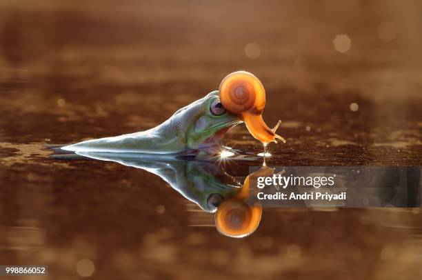 frog, snail, frog with snail, - epiphyte stock pictures, royalty-free photos & images