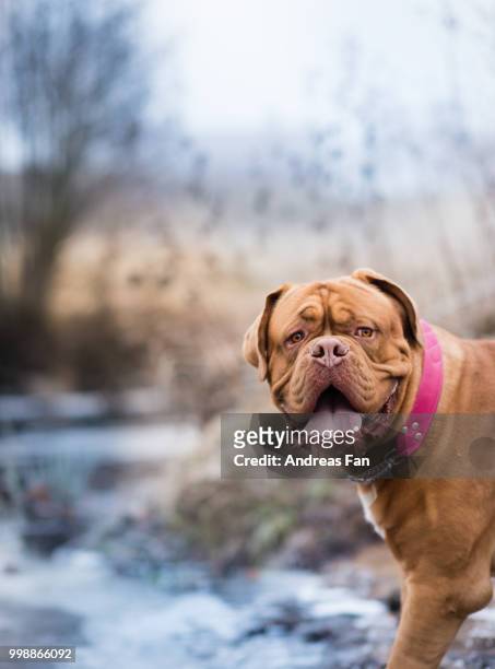 krut by the creek - french mastiff stock pictures, royalty-free photos & images