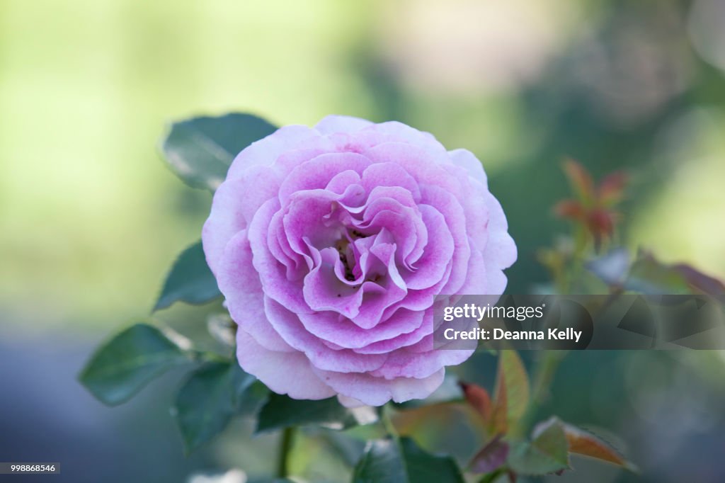 Lavender Rose at Merrick Rose Garden