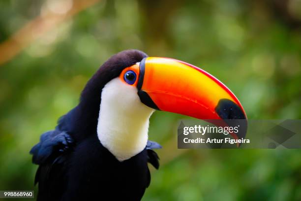 toco toucan - toco toucan stock pictures, royalty-free photos & images