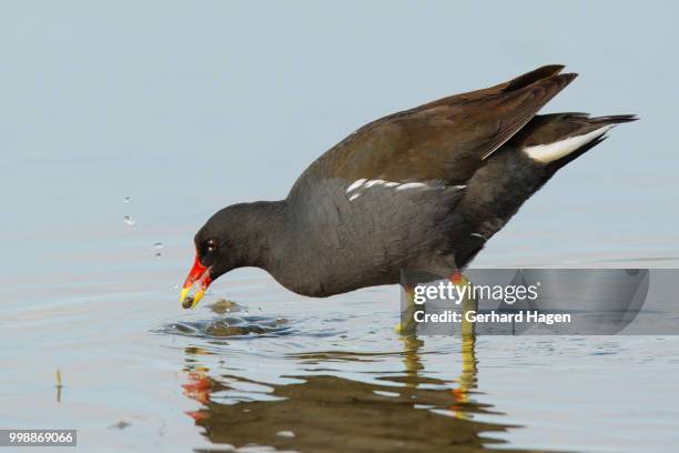 moorhen with prey - moorhen stock pictures, royalty-free photos & images