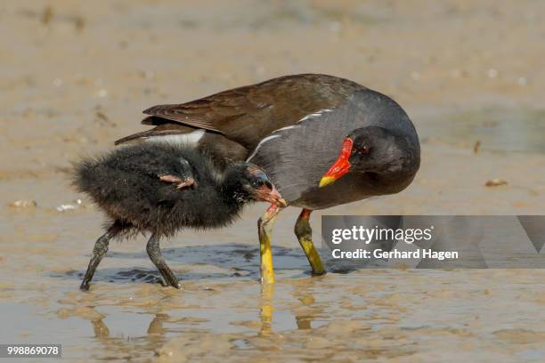 moorhen feeding her chick - moorhen stock pictures, royalty-free photos & images