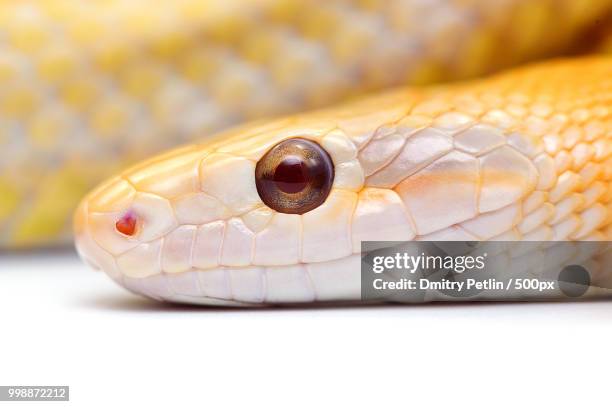 orthriophis taeniurus taeniurus albino - 500px stockfoto's en -beelden