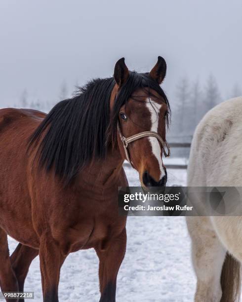 the meaningful look - meaningful stock pictures, royalty-free photos & images