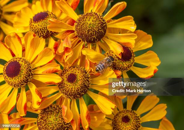 photo by: mark horton - mark bloom imagens e fotografias de stock