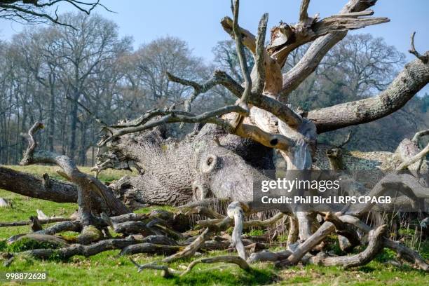 dead tree looking like a giant squid in west grinstead - giant squid fotografías e imágenes de stock