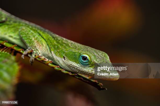 spring sunbathing - anole lizard stock pictures, royalty-free photos & images