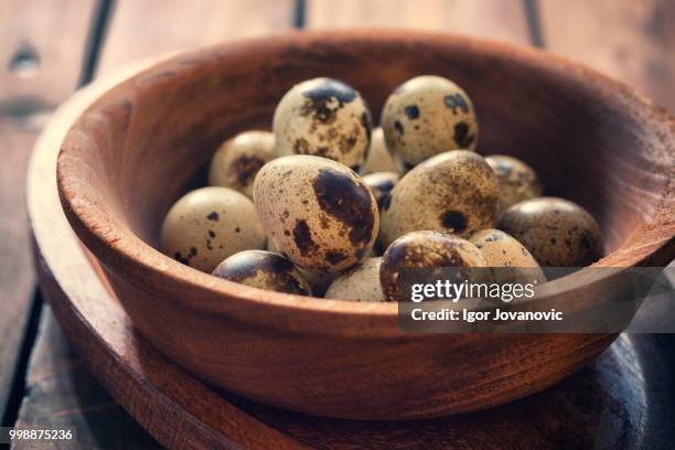 quail eggs - huevo de codorniz fotografías e imágenes de stock