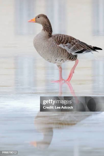 reflection - マゼランガン ストックフォトと画像