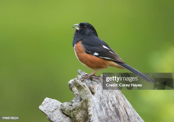 eastern towhee - towhee fotografías e imágenes de stock