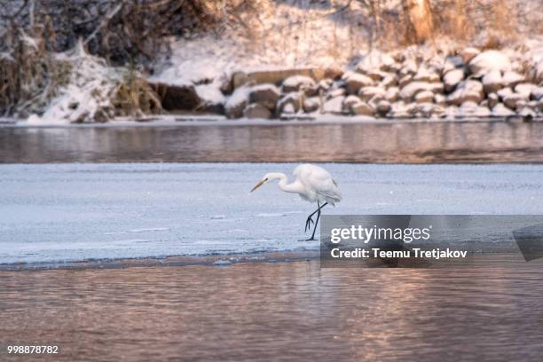 great egret walking on the ice of frozen river in sunlight in th - teemu tretjakov stock pictures, royalty-free photos & images