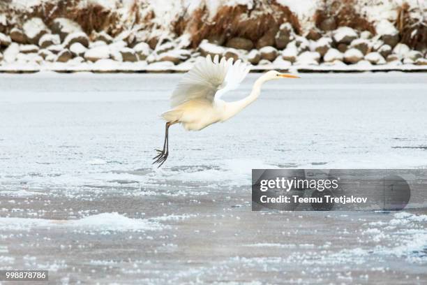 great egret flying over frozen river in sunlight in the winter - teemu tretjakov fotografías e imágenes de stock