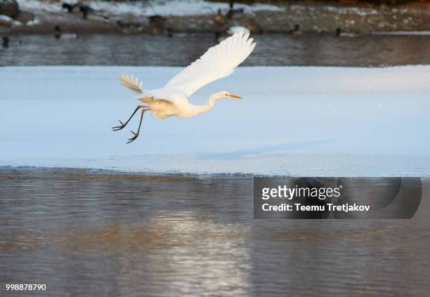 great egret flying over frozen river in sunlight in the winter - teemu tretjakov fotografías e imágenes de stock