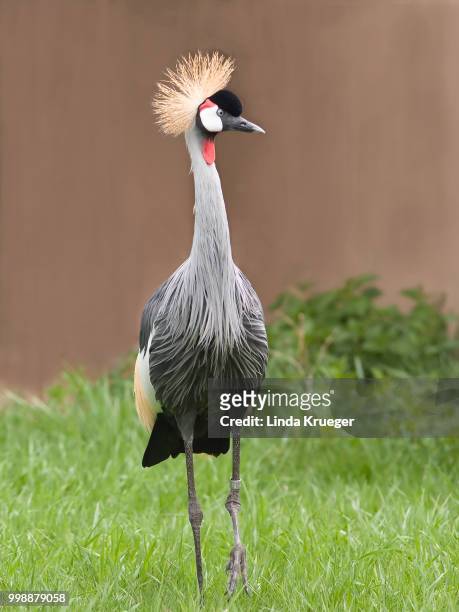 grey crowned crane - grey crowned crane stockfoto's en -beelden
